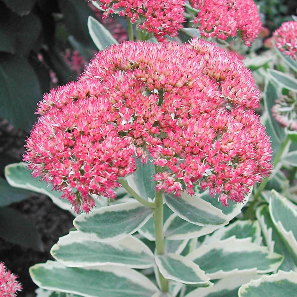 autumn flowering succulents Buy Autumn Charm Sedum Online | Sun Perennials