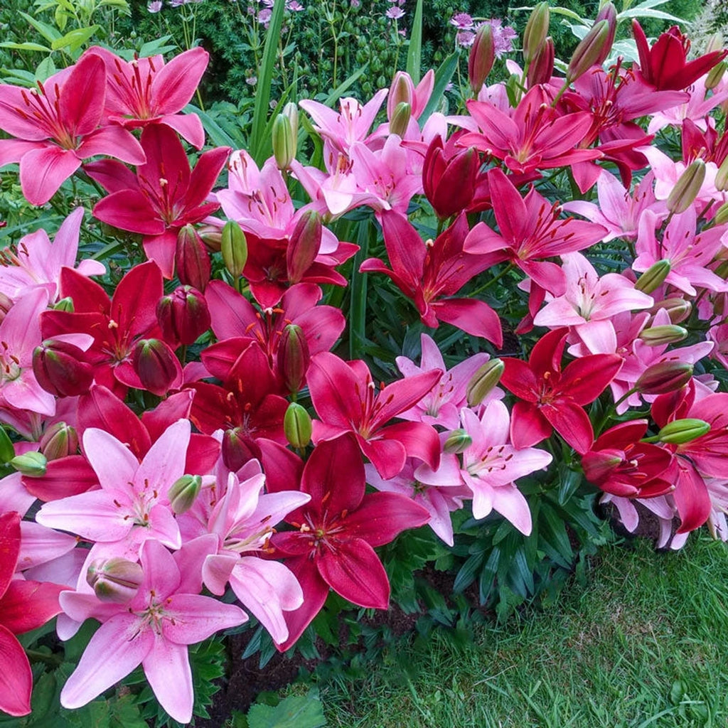 lily VAN ZYVERDEN Lilies Asiatic Black Eye Bulbs (Pack of 7) 11355