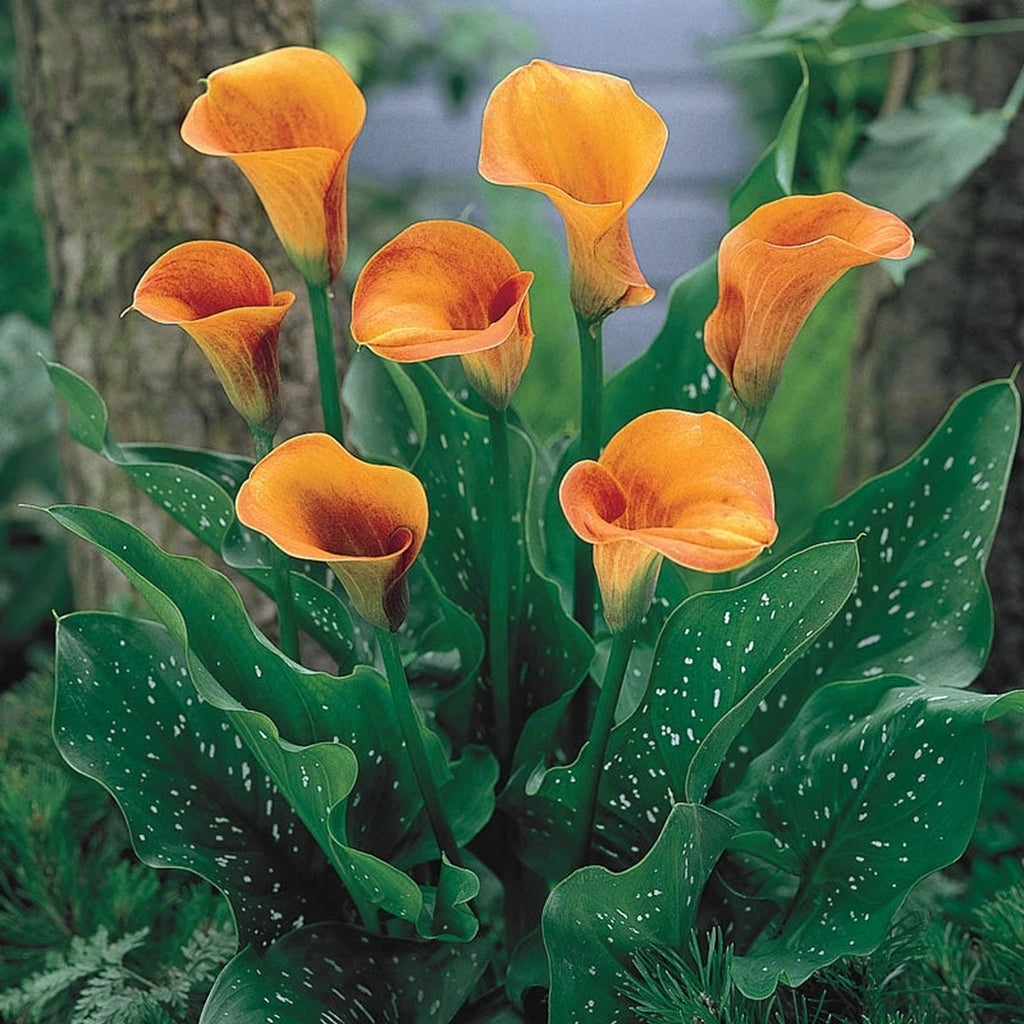 calla lily plant information Beatrix Calla Lily