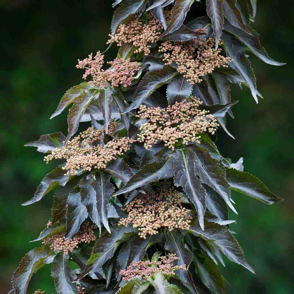 Black Tower Elderberry – Breck's