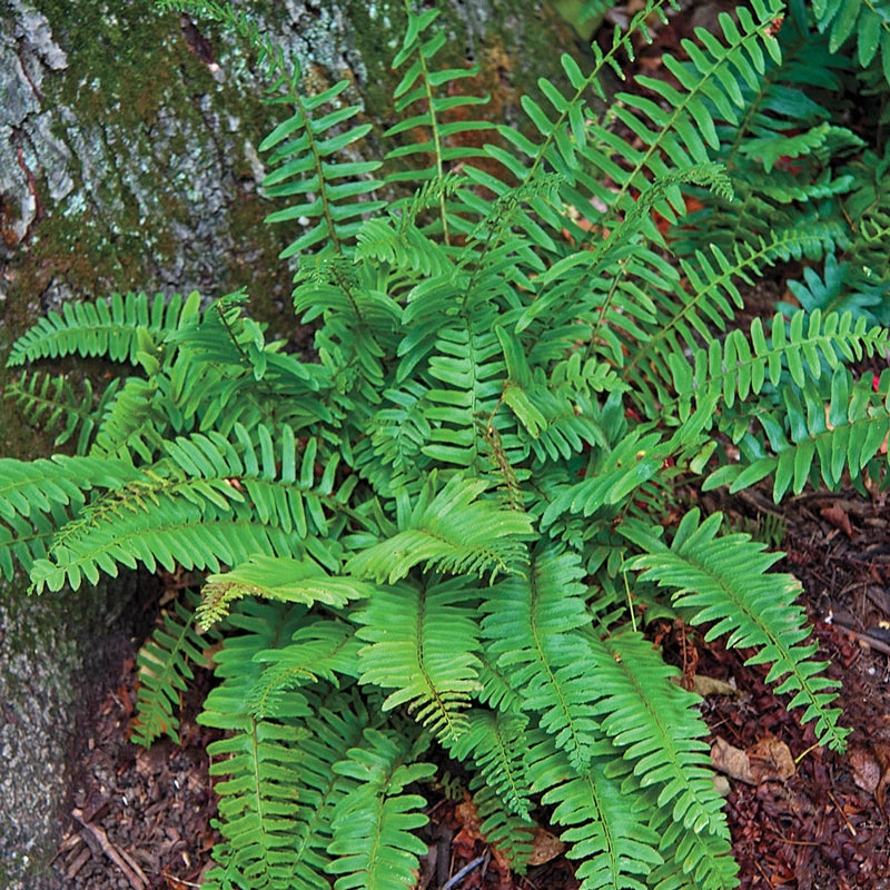 Shop Christmas Fern at Breck's Brecks