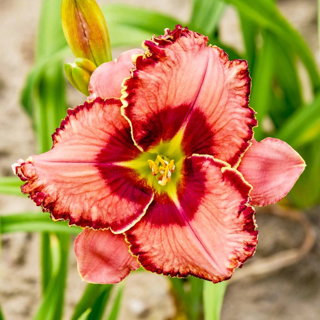 Fearfully and Wonderfully Made Reblooming Daylily | Breck's