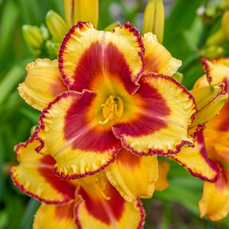 Blazing Glory Reblooming Daylily Shop Online Breck's