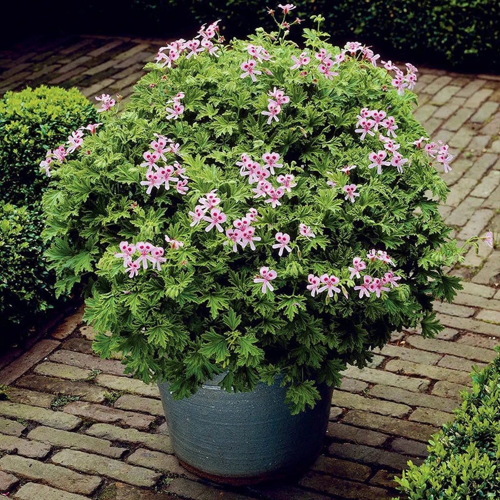 mosquito plant indoor Shop Mosquito Shoo Geraniums Online | House Plants