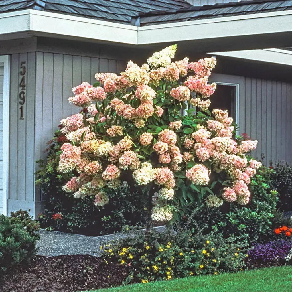 hydrangea house plants Pee Gee Hydrangea