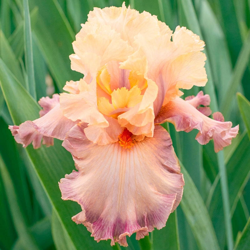 Shop Poster Girl Bearded Irises Iris Rhizomes Breck's