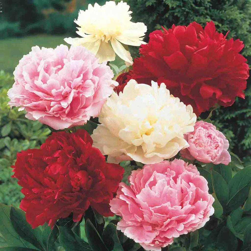 Shop Peony Mixture Super Sak | Breck's Shop Peony Mixture Super Sak | Breck's