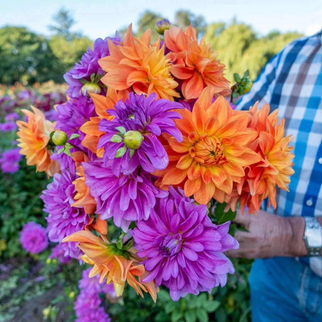 Splash of Summer Dahlia Duet | Buy Online | Brecks Gifts
