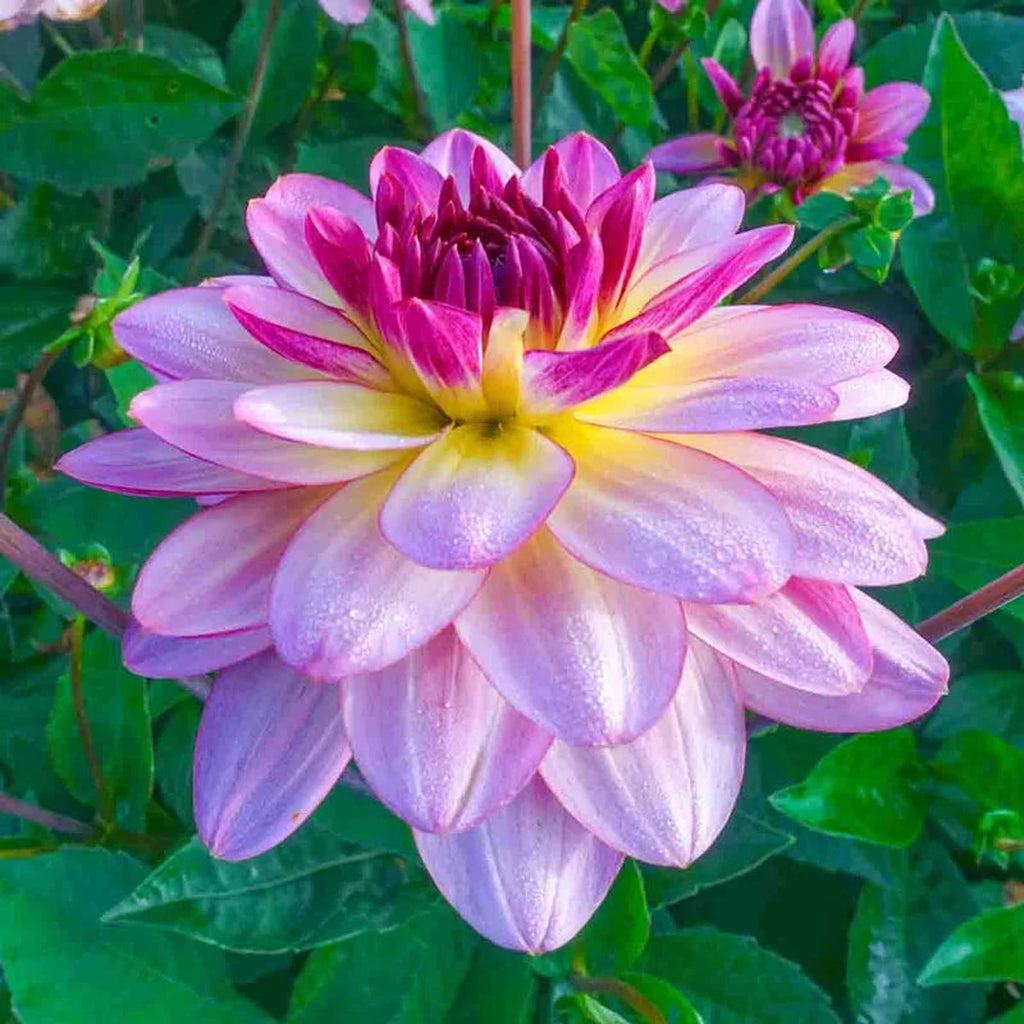 ダリアページ Shop Zingaro Dahlia Online | Dahlia Bulbs | Breck's