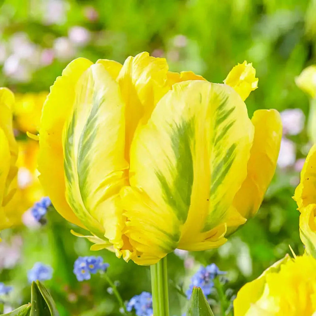 Shop Yellow Madonna Parrot Tulips | Tulip Bulbs | Breck's
