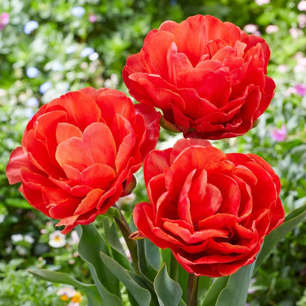 tulipページ The Dutch Ambassador's Gift (60x72) – Kelly Dinglasan Minton