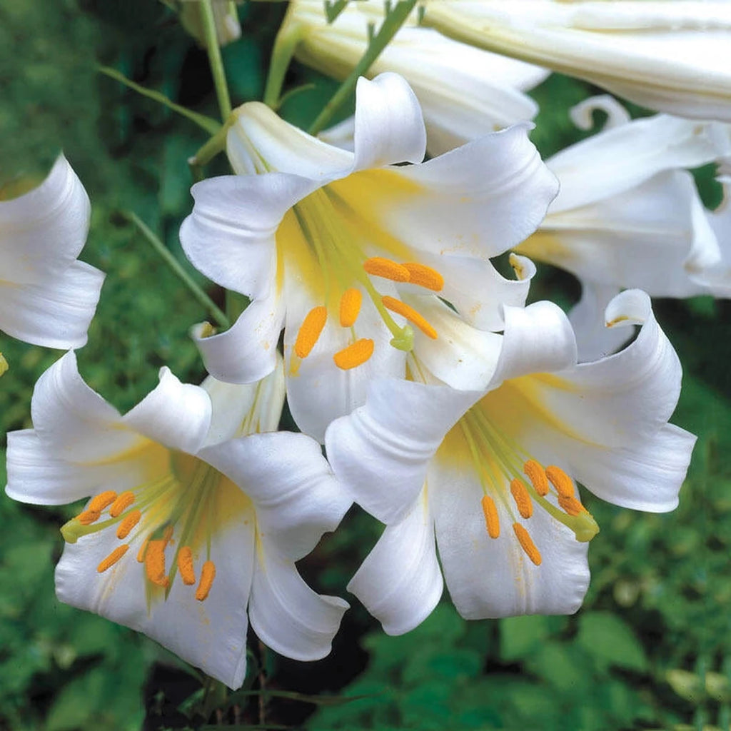 white trumpet lily flower Regale Album Trumpet Lily