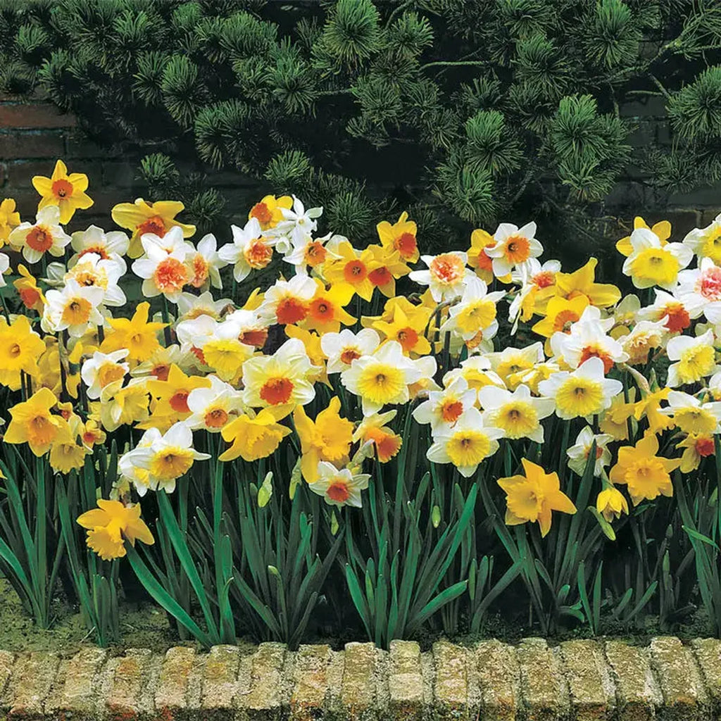 daffodil seeds planting Daffodil Bulbs for Naturalizing - Mixed Daffodils