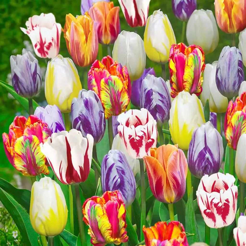 Flaming Beauties Tulip Mixture | Breck's