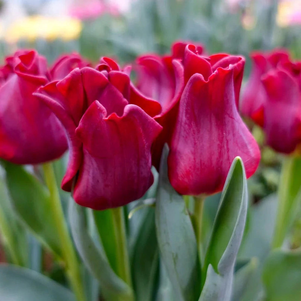 red dress tulip Triumph Crown Tulip "Red Dress"