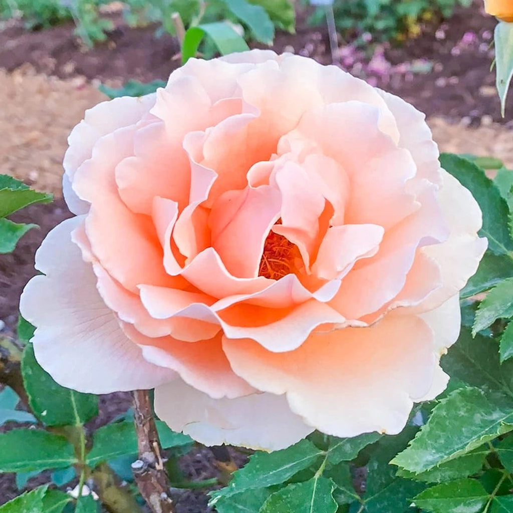 Just Joey Hybrid Tea Rose – Breck's