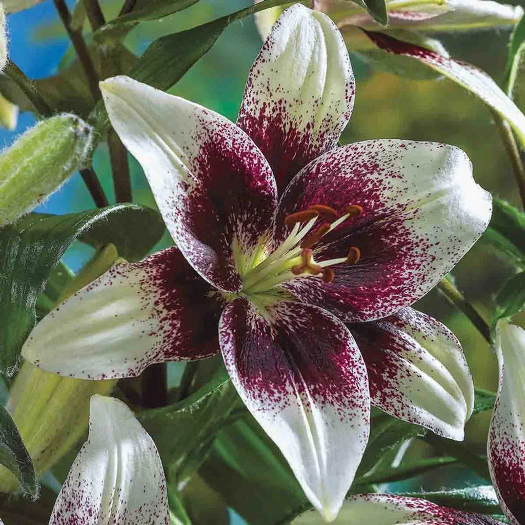 secret kiss asiatic lily Tribal Kiss Lily
