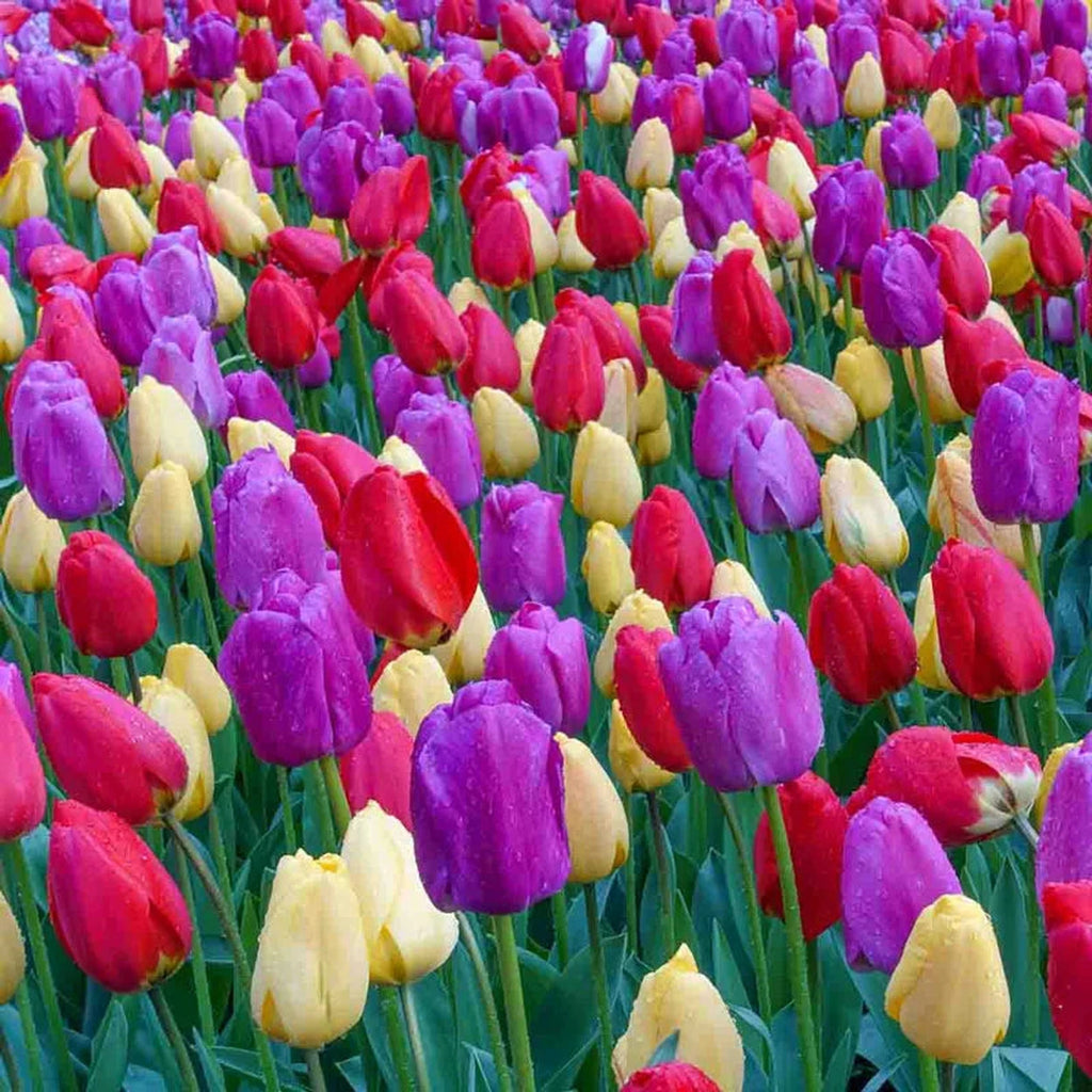 TULIPページ Dutch Darlings Tulip Mixture | Best Deal on Tulips | Breck's