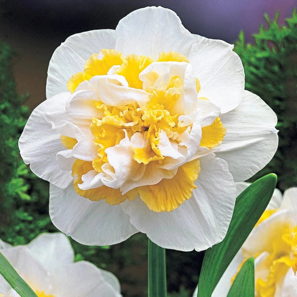 Buy White Lion Daffodil Online | Double Daffodils | Breck's