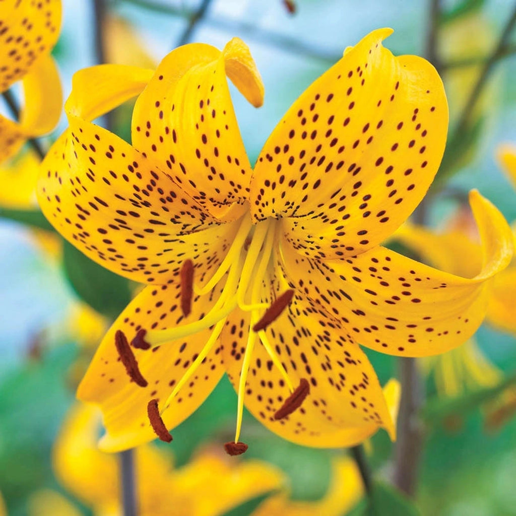 Buy Leichtlinii Lily Bulbs Online | Species Lilies | Breck's