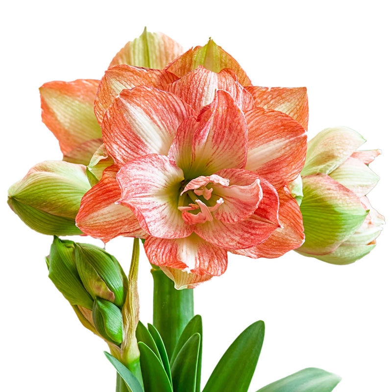 Beautiful Emotion Amaryllis Bulb Breck's Flowering Bulbs