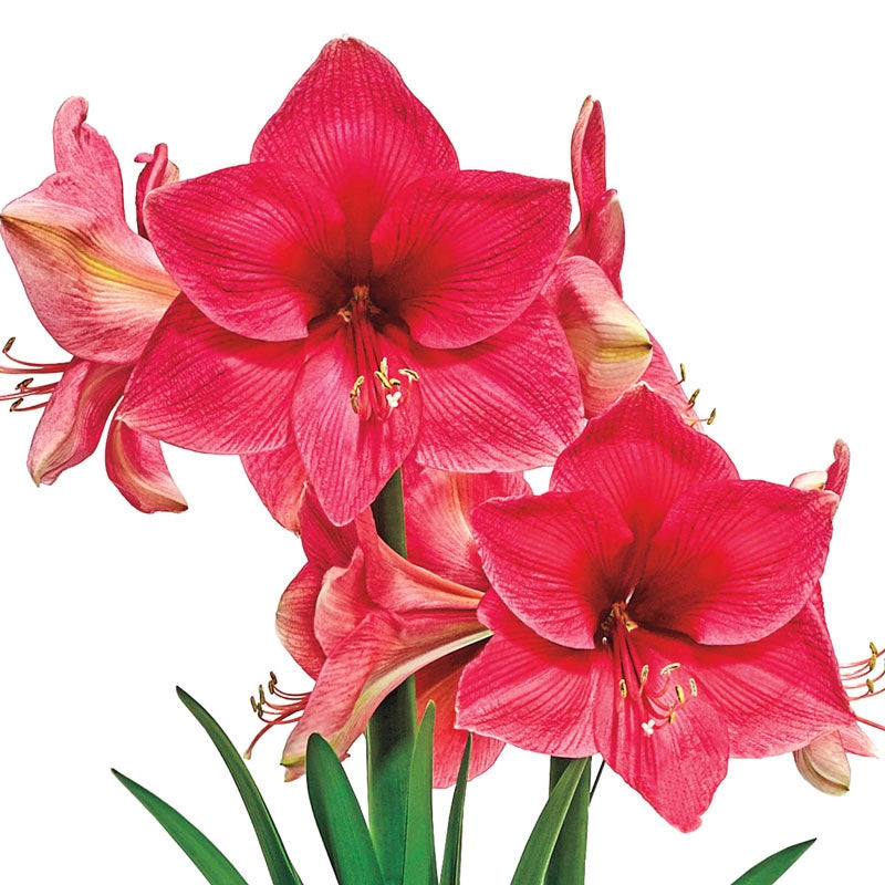 Pink Rival Amaryllis Bulb Shop Breck's for Winter Bulbs