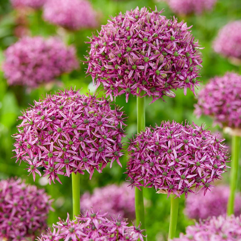 Buy Firmament Allium Bulbs Online Spring Bulbs Breck's Brecks