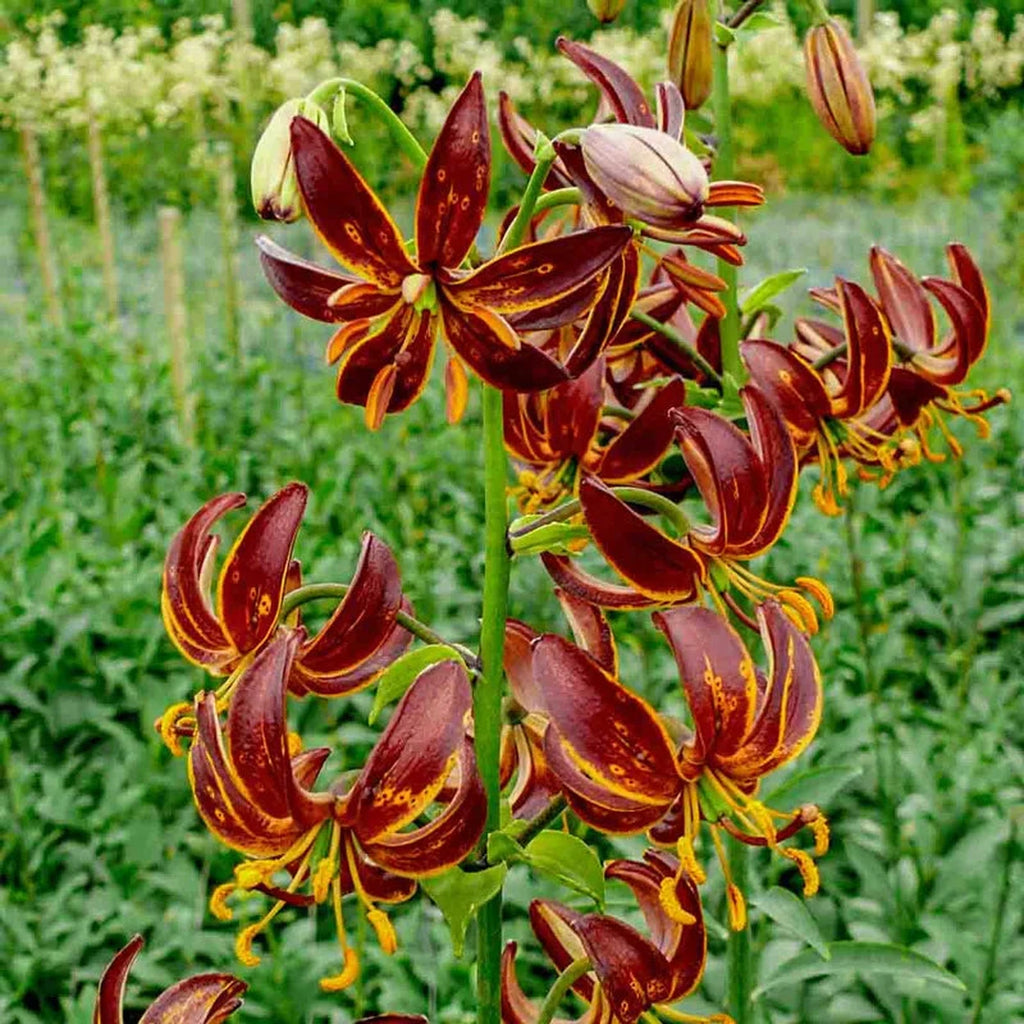 night lily flower Arabian Knight Turk's Cap Lily