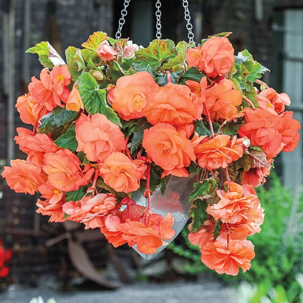 begonia hanging basket plants Apricot Joy Hanging Basket Begonia