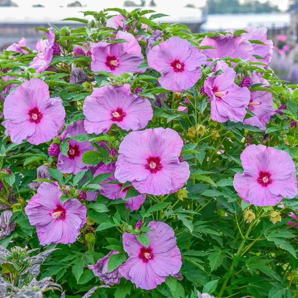 Hibiscus Shop Lilac Crush Hibiscus Online | Sun Perennials | Breck's