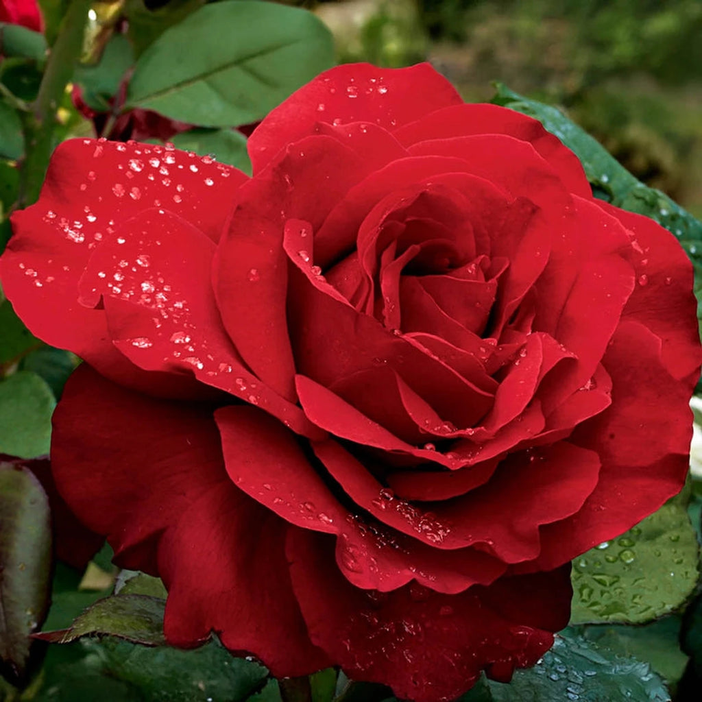 Legends™ Hybrid Tea Rose