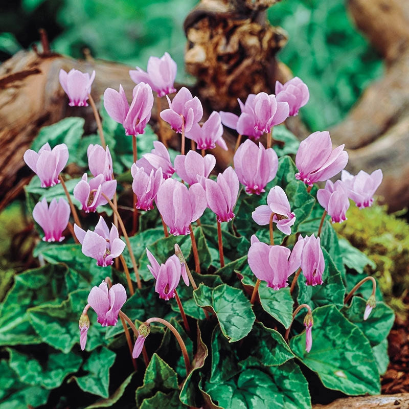Buy Cyclamen hederifolium Fall Planted Bulbs Breck's