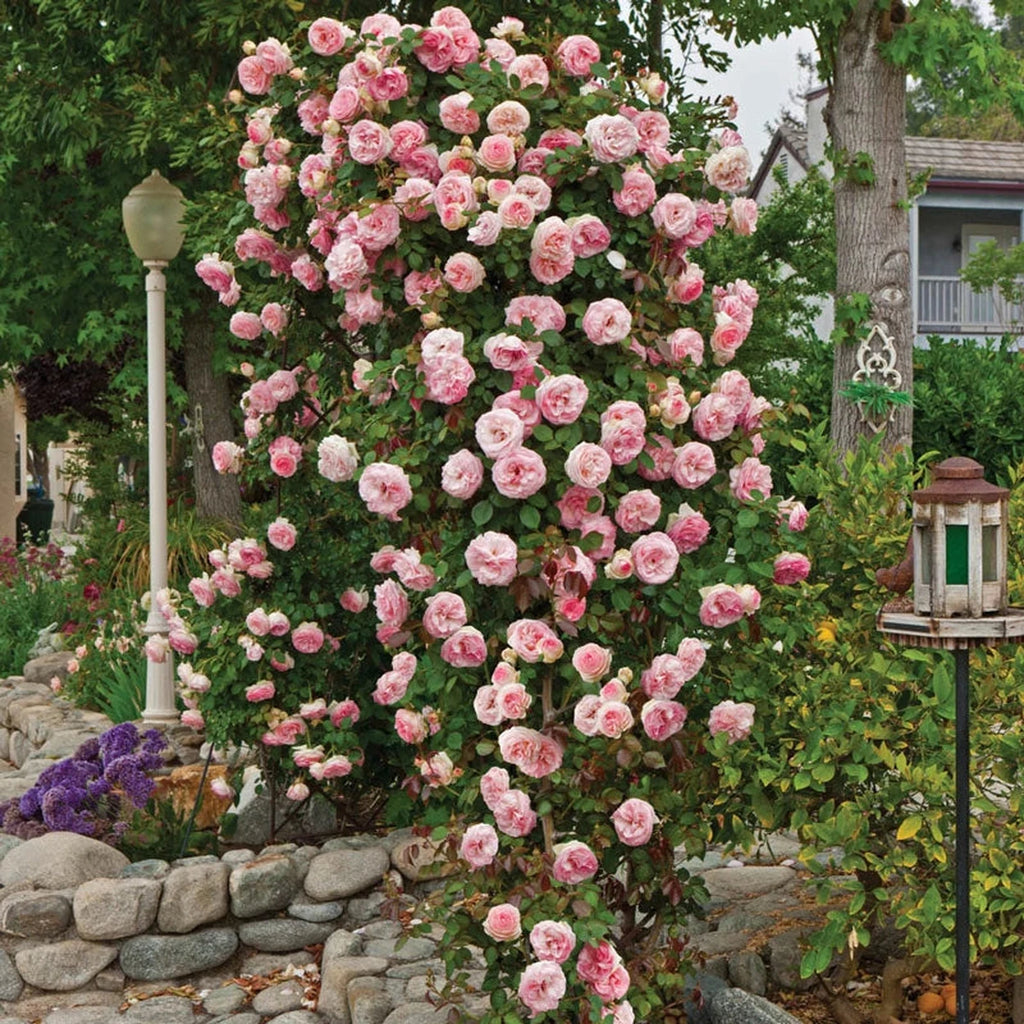 Pearly Gates Climbing Rose | Shop Roses | Breck's