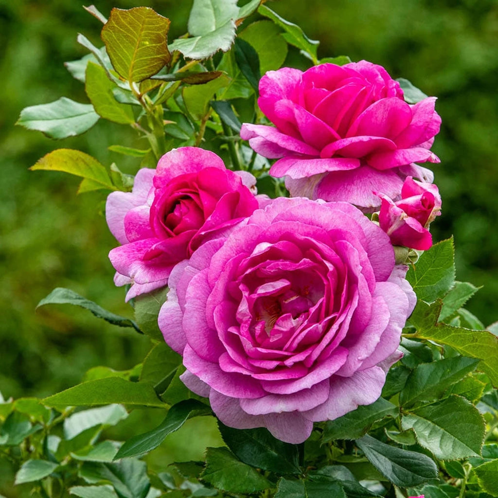 Perfume Factory Hybrid Tea Rose | Save up to 75% | Breck's