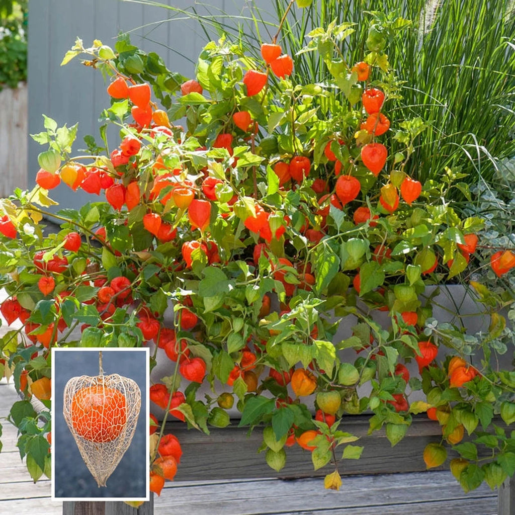 chinese lantern plant indoors Buy Chinese Lantern | Sun Perennials