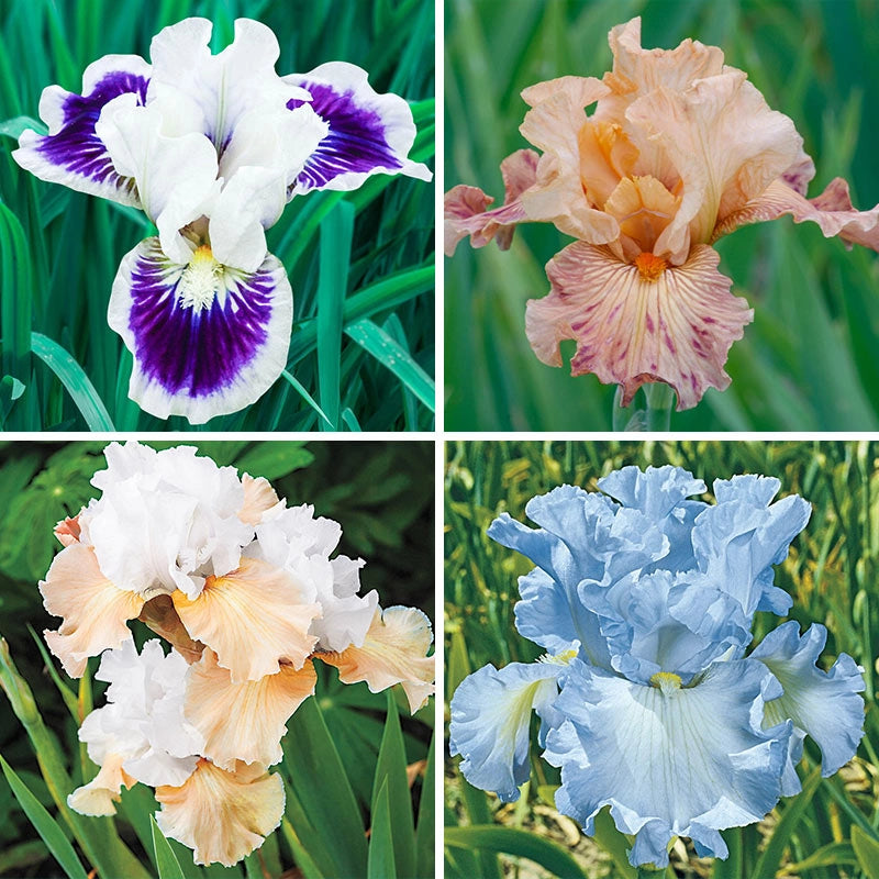 Buy Fragrant Bearded Iris Collection Iris Bulbs Breck's Brecks