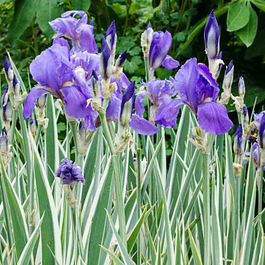 Pallida Variegata Silver Iris