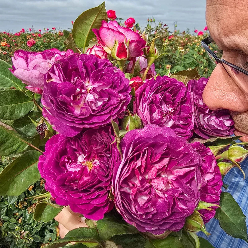 Cosmic Clouds Shrub Rose | Shop Roses | Save at Breck's