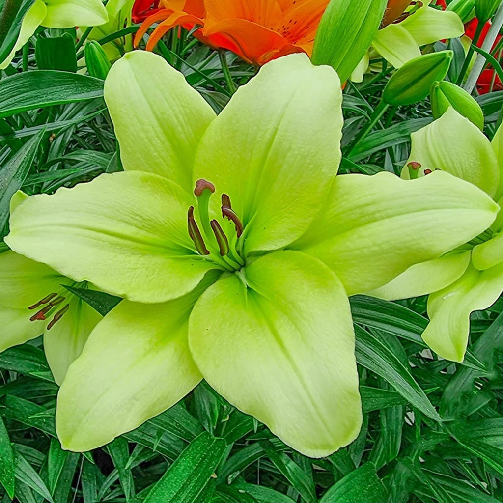 Lily様 Shop Courier Lily | Lily Bulbs | Breck's