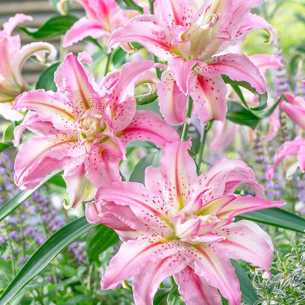 crying lily flower Broken Heart Lily