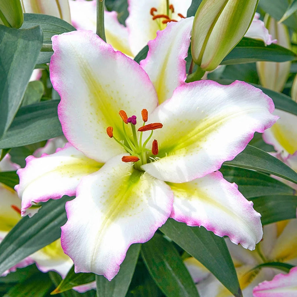 hill lily flower Primrose Hill Lily