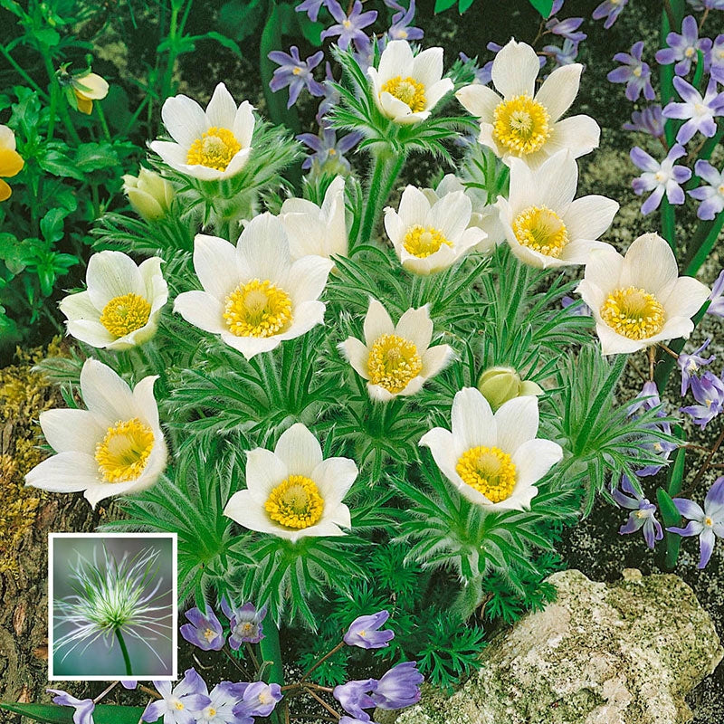 Shop White Pasque Flower Sun Perennials Breck's Brecks
