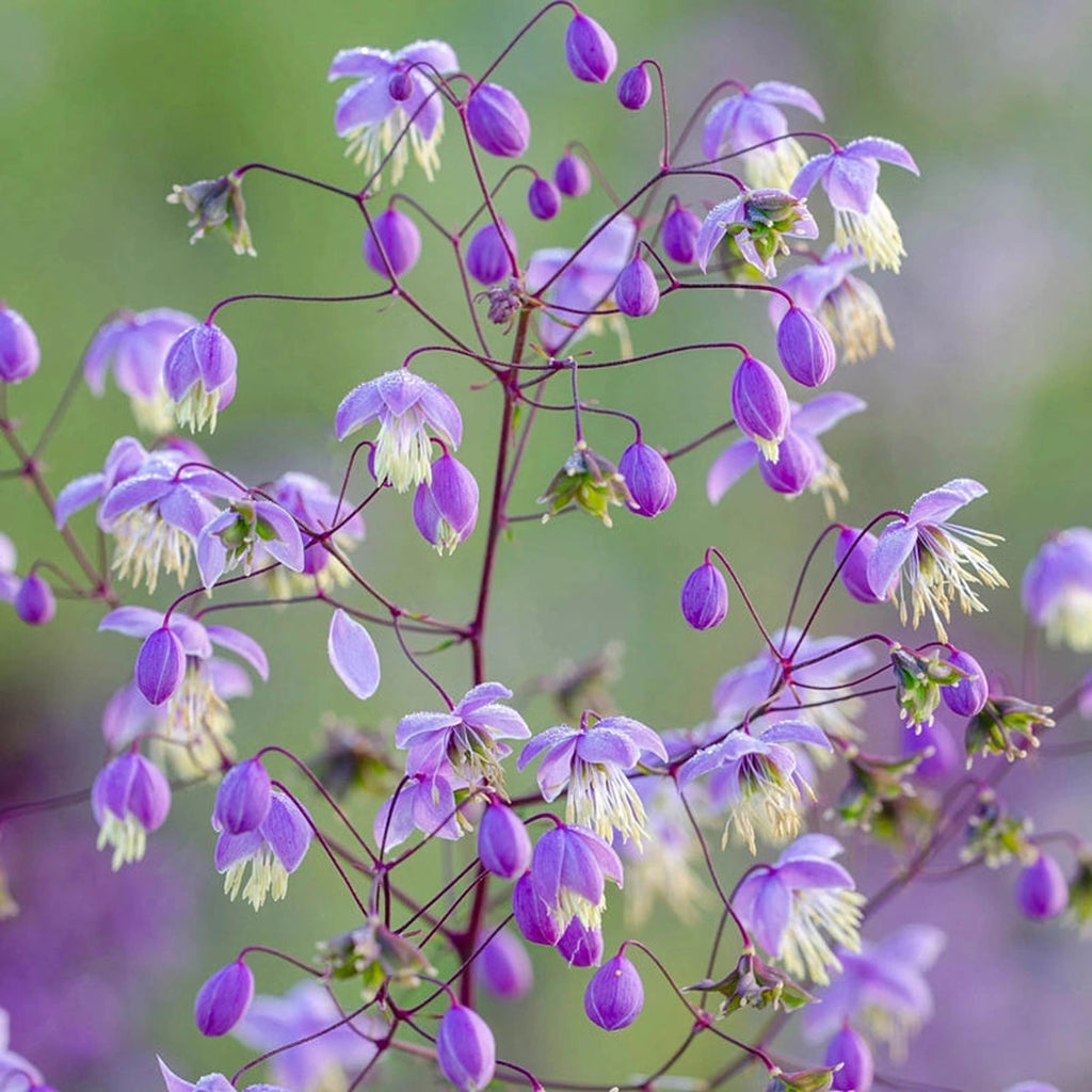 Shop Chinese Meadow Rue | Sun Perennials
