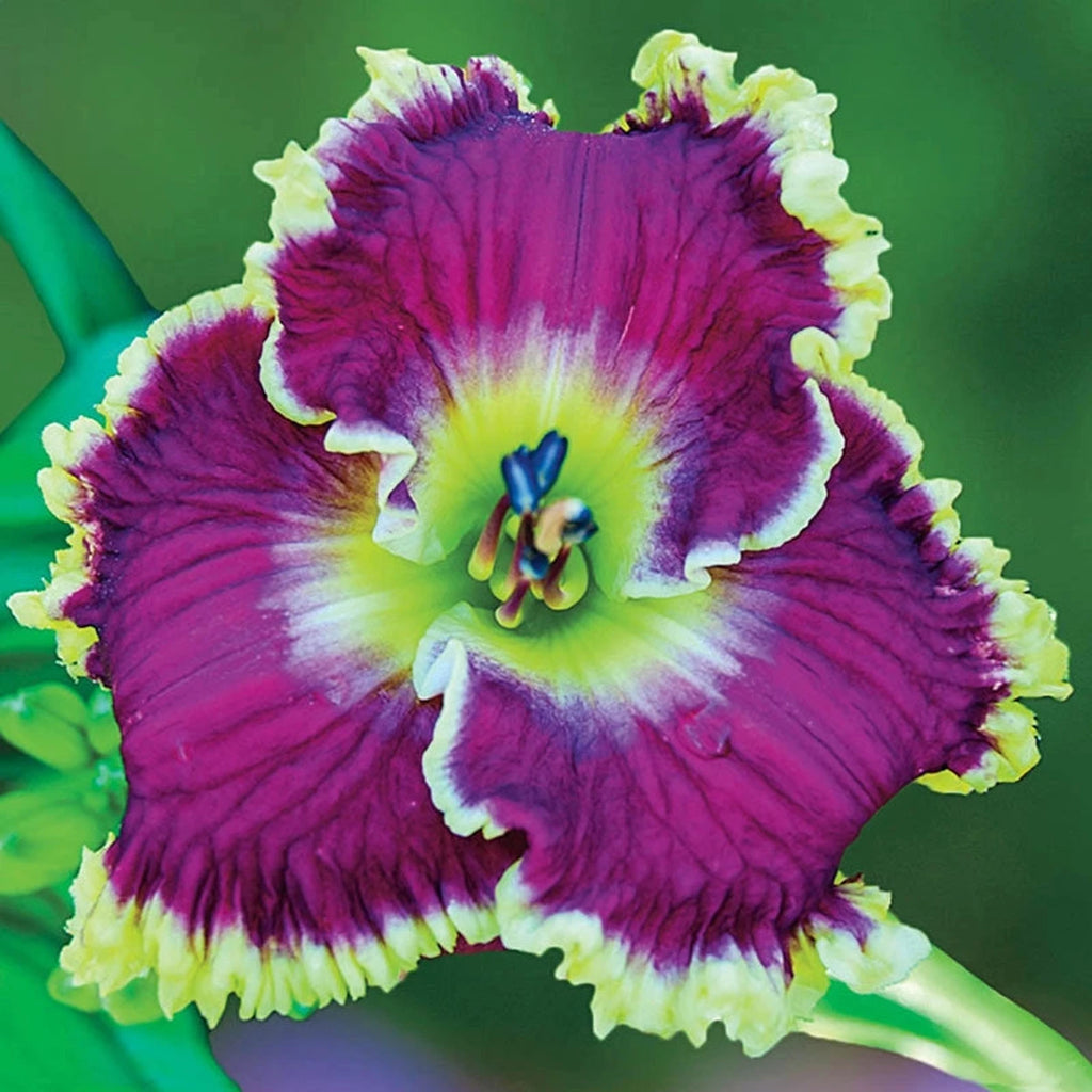 Buy Mulberry Freeze Reblooming Daylily | Daylilies | Brecks