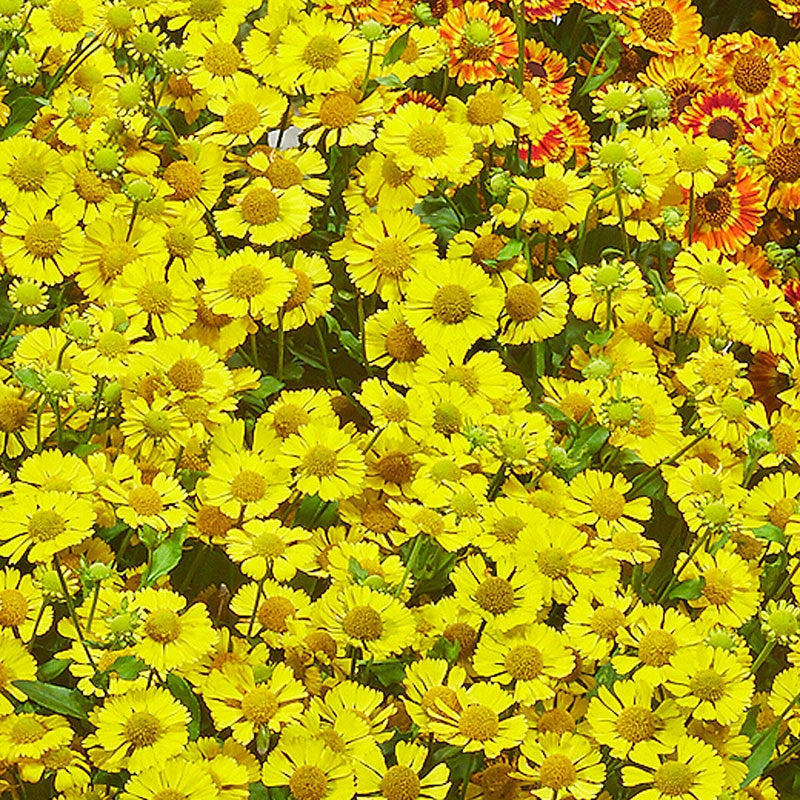 Shop Sombrero Helenium Sun Perennials Breck's Brecks