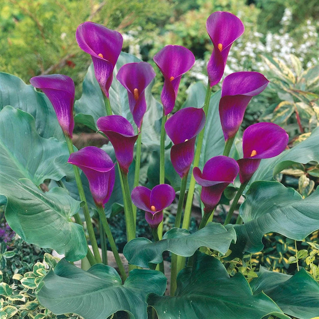 calla lily purple plant Shop Rio Calla Lily Online | Summer Bulbs