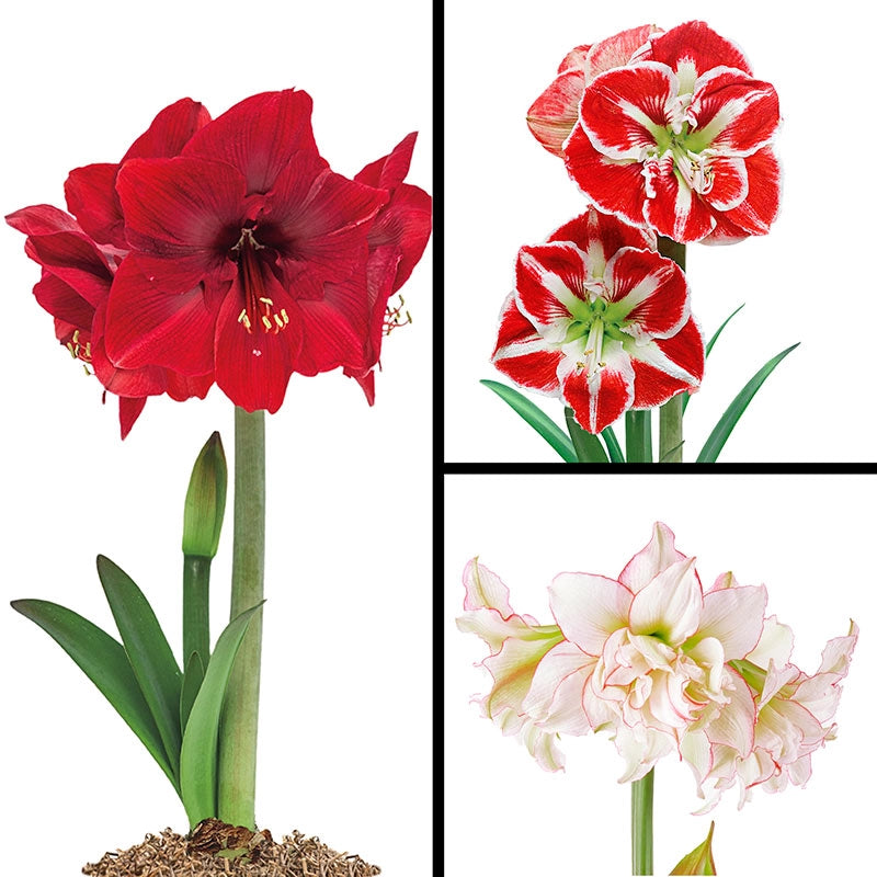 Brilliant Amaryllis Collection Indoor/Outdoor Breck's Brecks