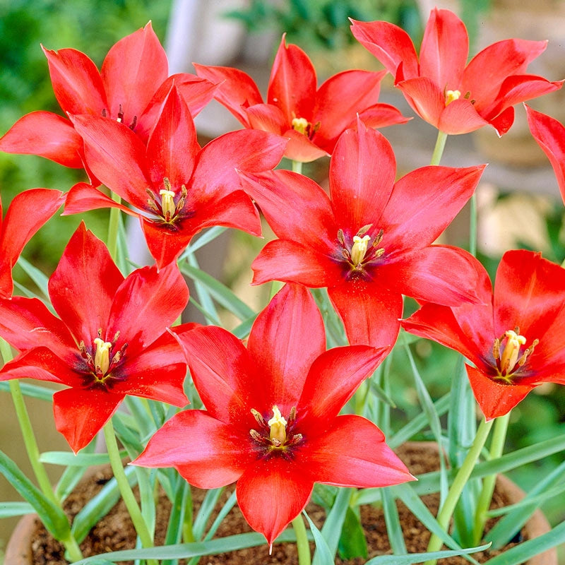 Shop Linifolia Tulips Online Tulip Bulbs Breck's Brecks