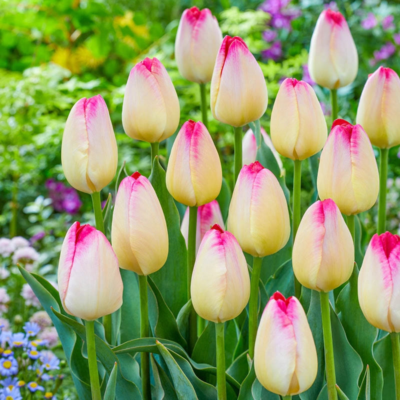 Buy Supri Erotic Tulip Online Single Tulip Bulbs Breck's