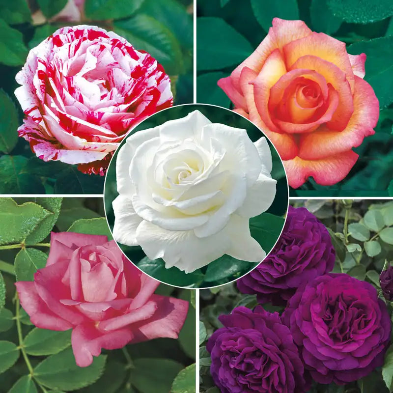 Buy Fragrant Rose Garden Collection 5 Plants Breck's Brecks